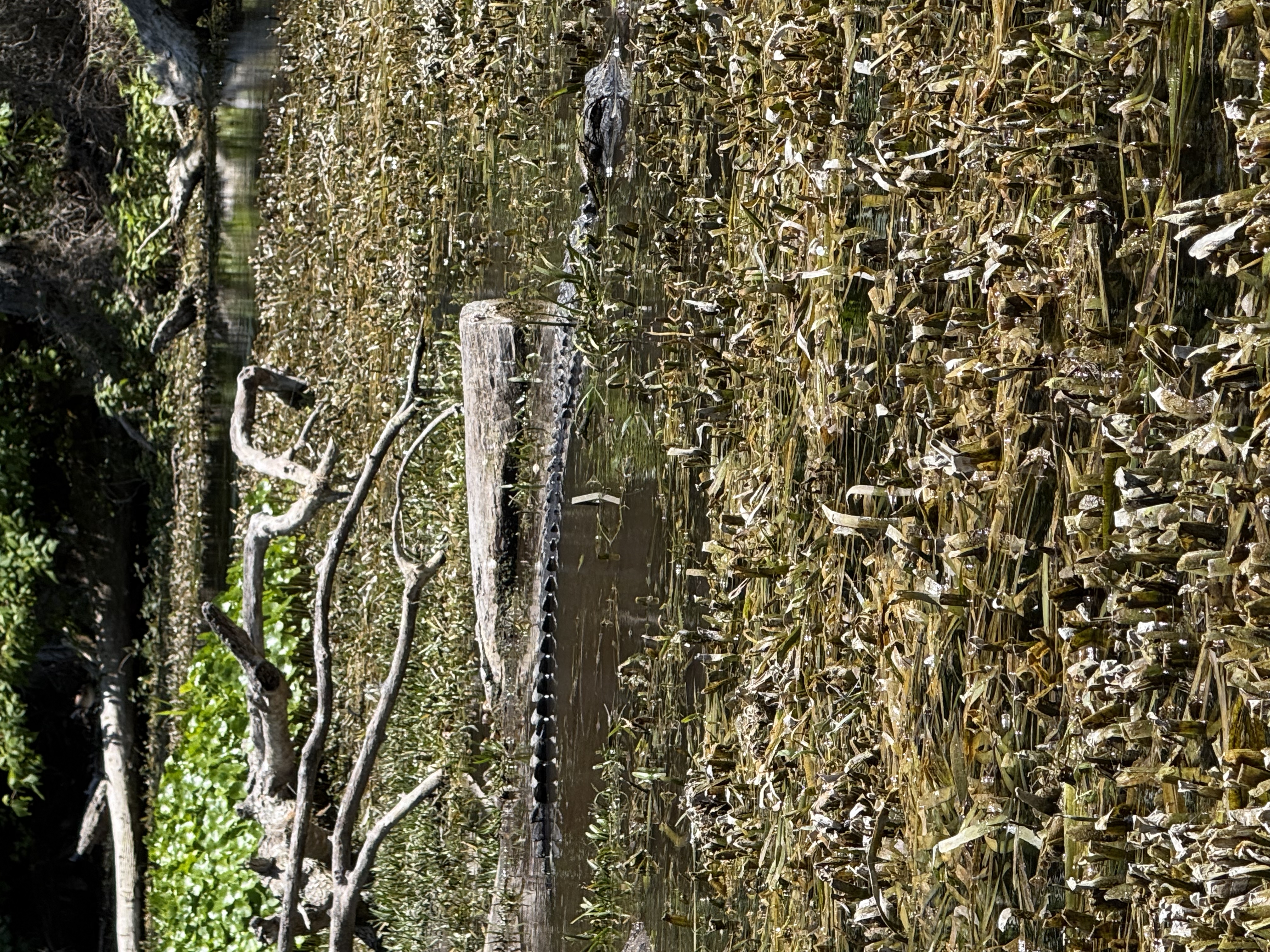 Alligator at Silver Springs State Park