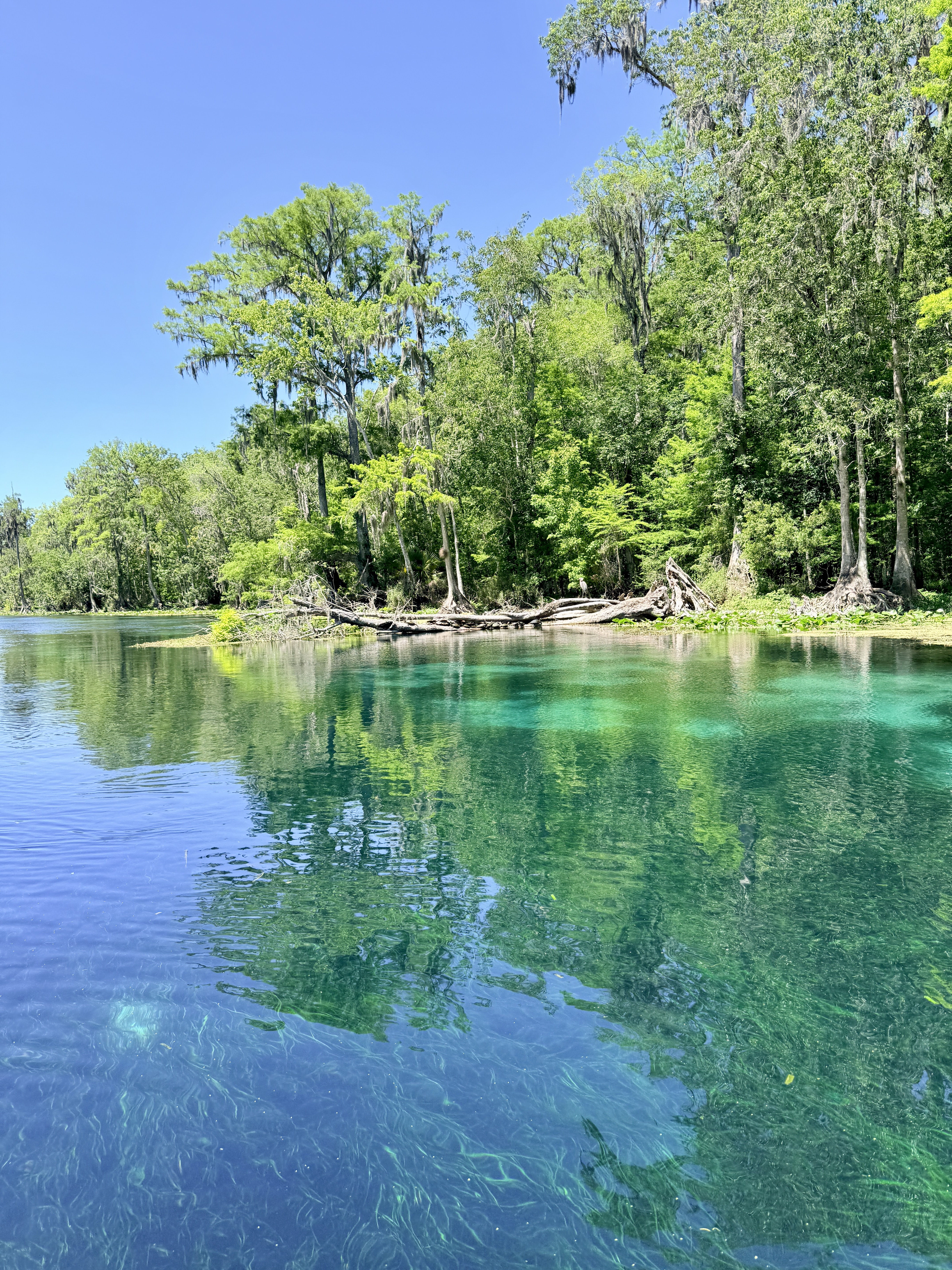 The water at Silver Springs State Park is beautiful Silver Springs State Park Clear Water