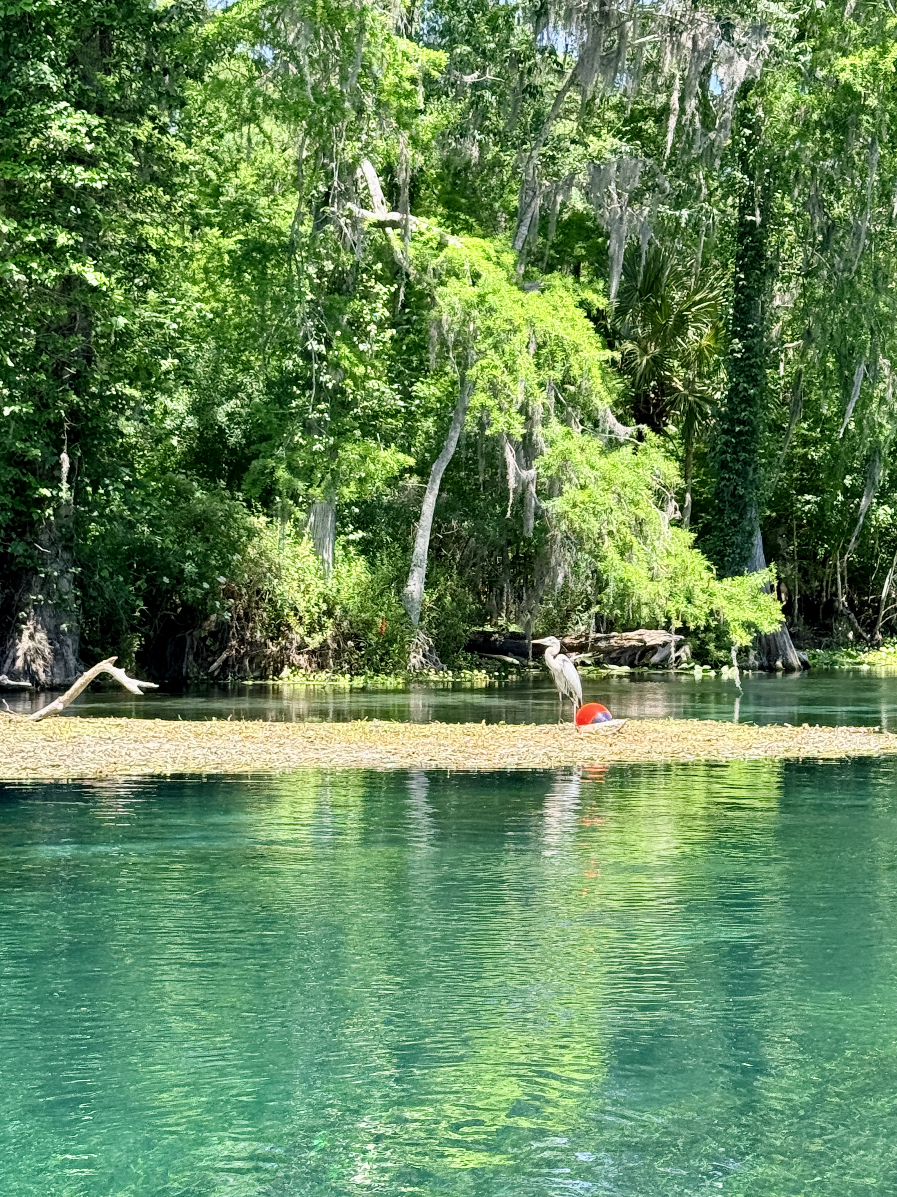 Blue Heron at Silver Springs State Park