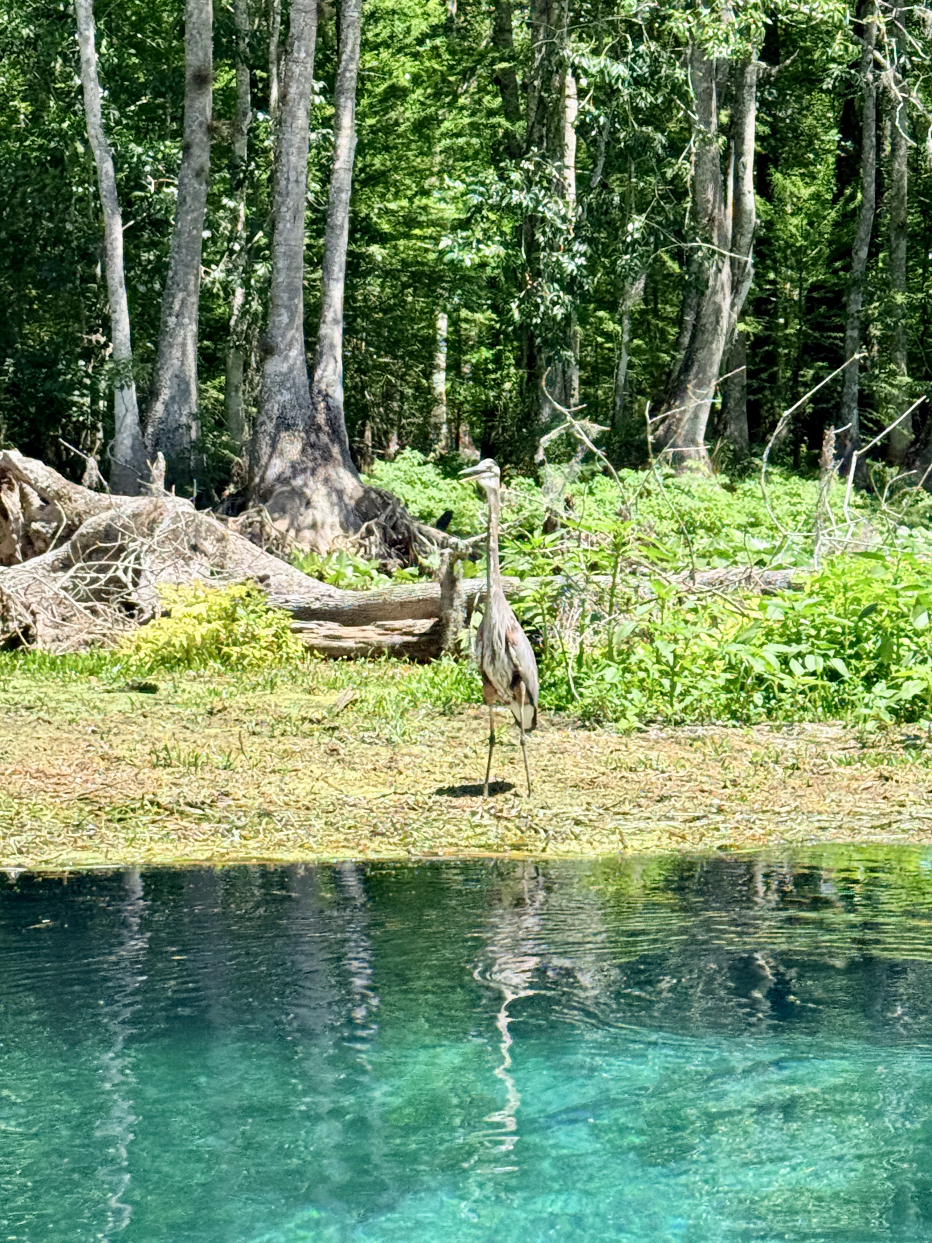 Blue Heron at Silver Springs State Park