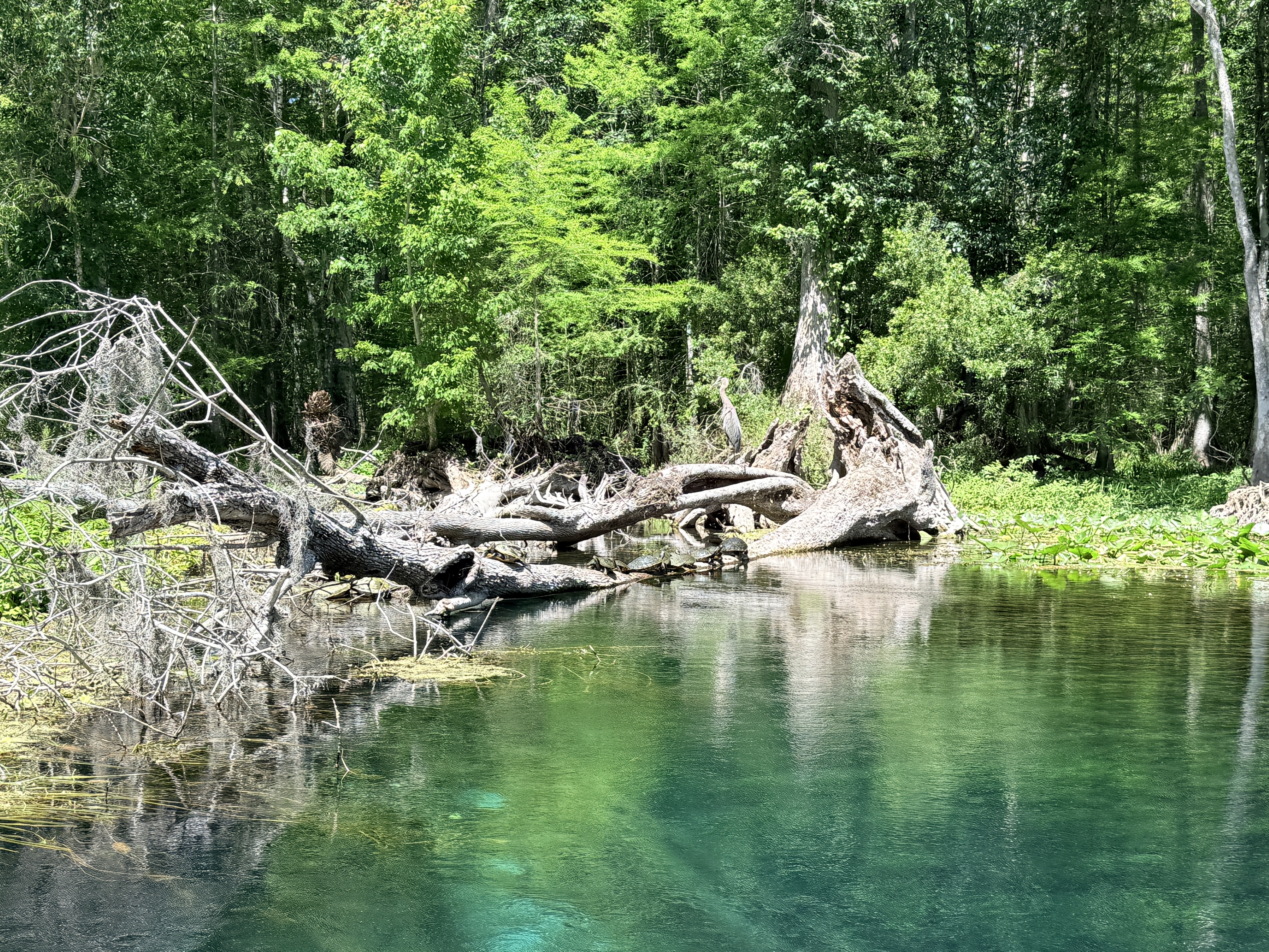 Turtles at Silver Springs State Park