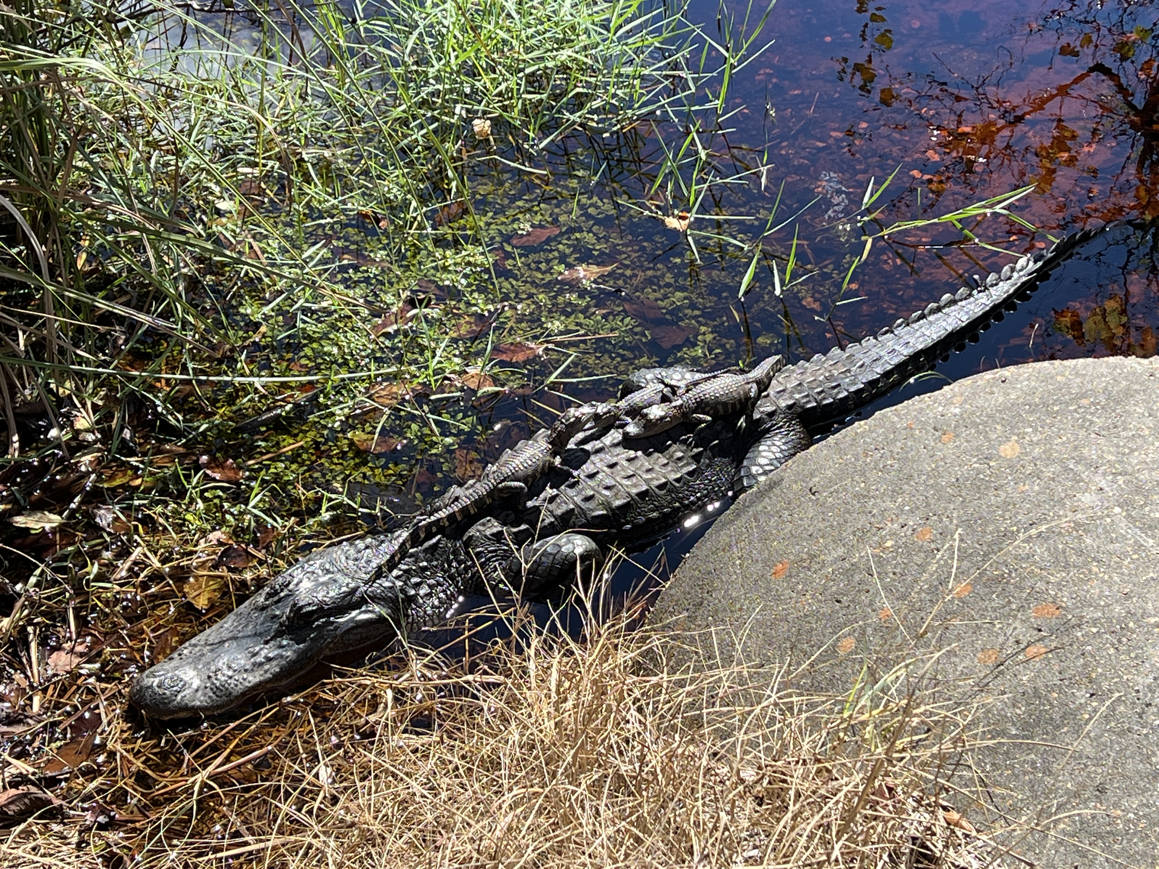 Lefty and her babies at Gulf State Park Lefty the Alligator in Gulf State Park, Orange Beach, Alabama