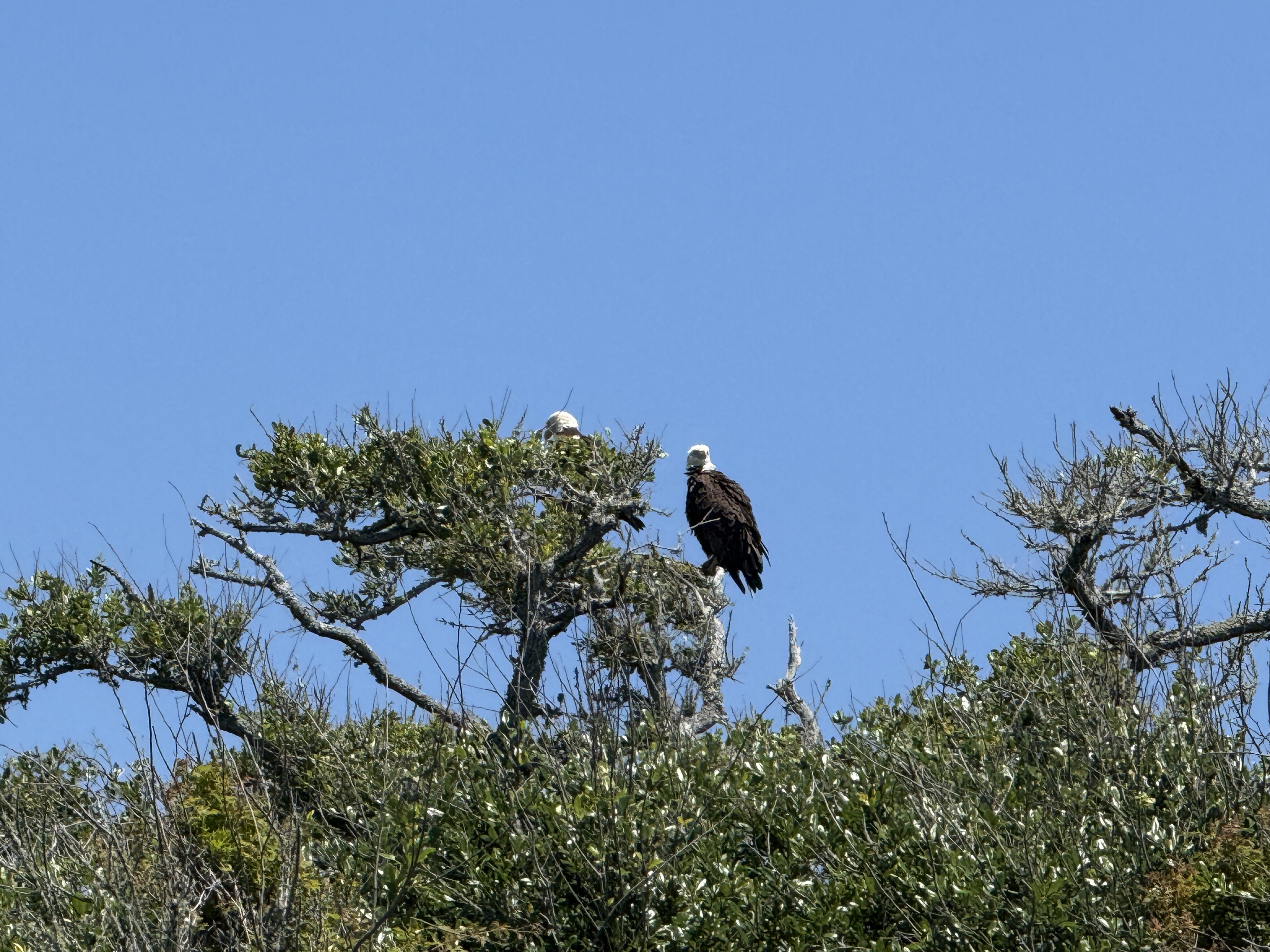 You'll often see bald eagles in Gulf State Park