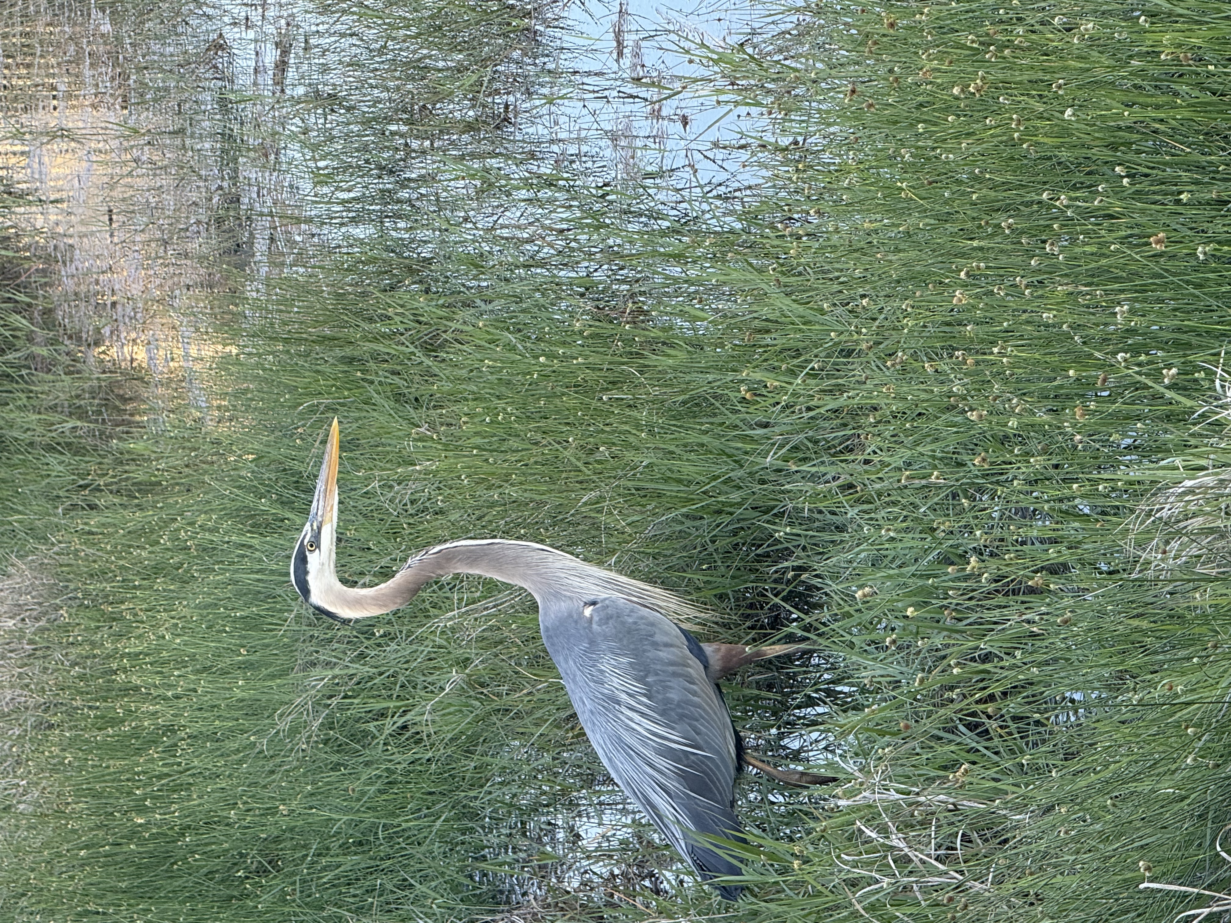 Lots of wildlife in both Buena Vista and Gulf State Park