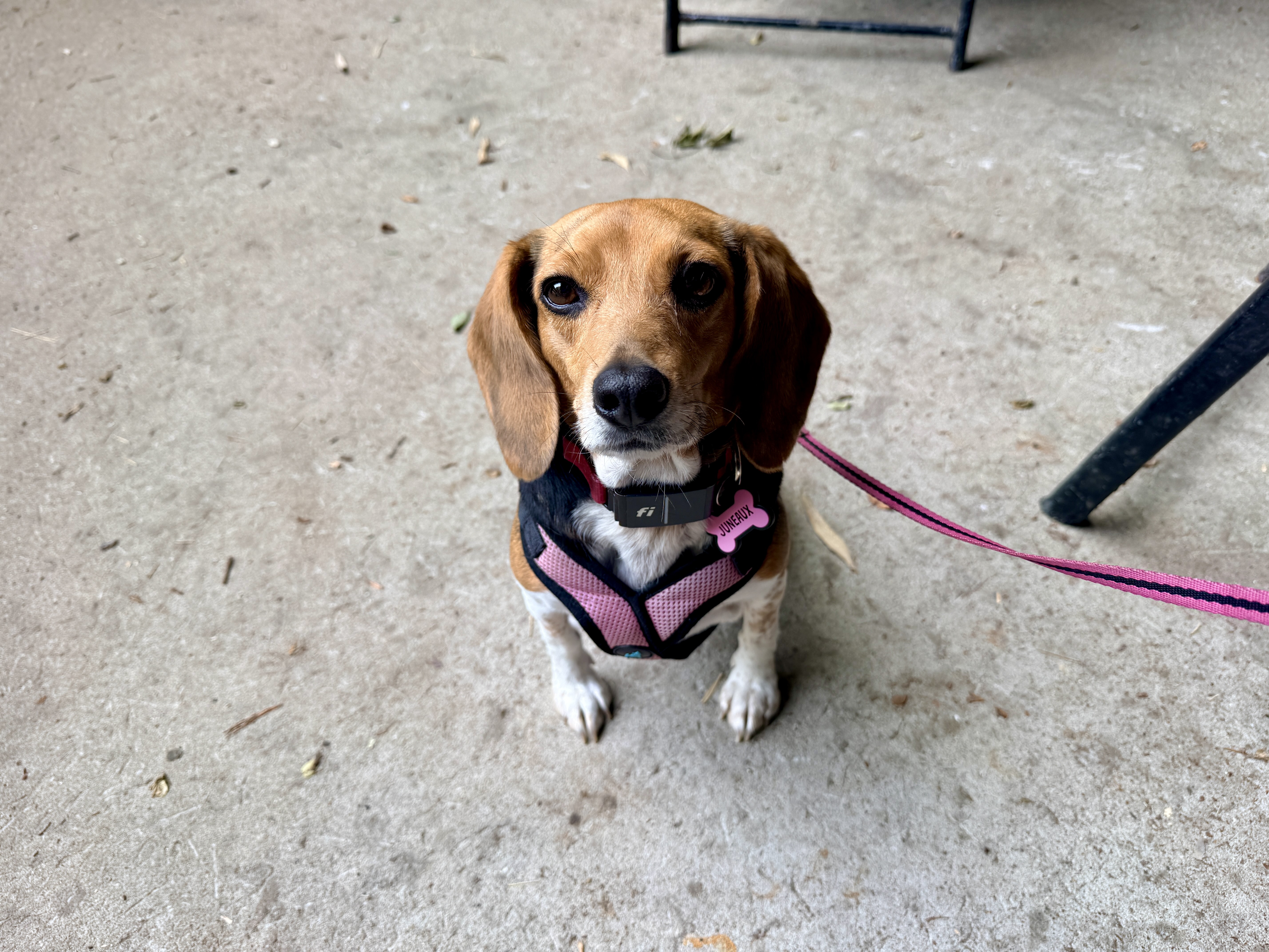 The Rattlesnake Saloon is dog friendly outside and Juneaux approves