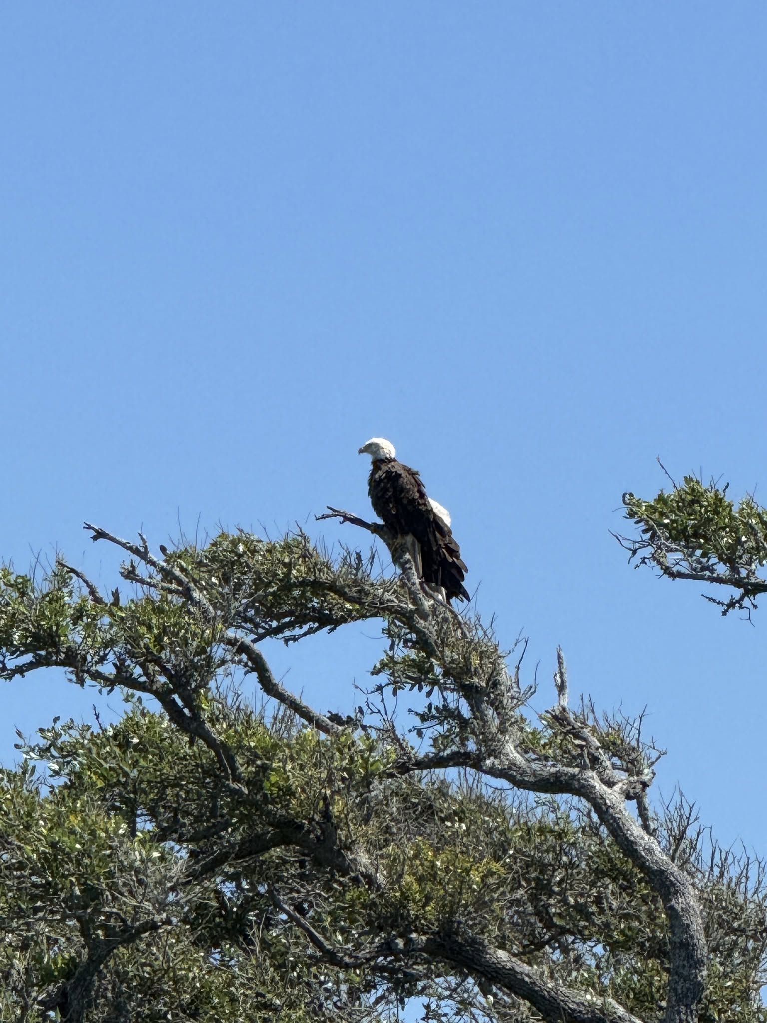 Bald Eagles keeping watch in Gulf State Park