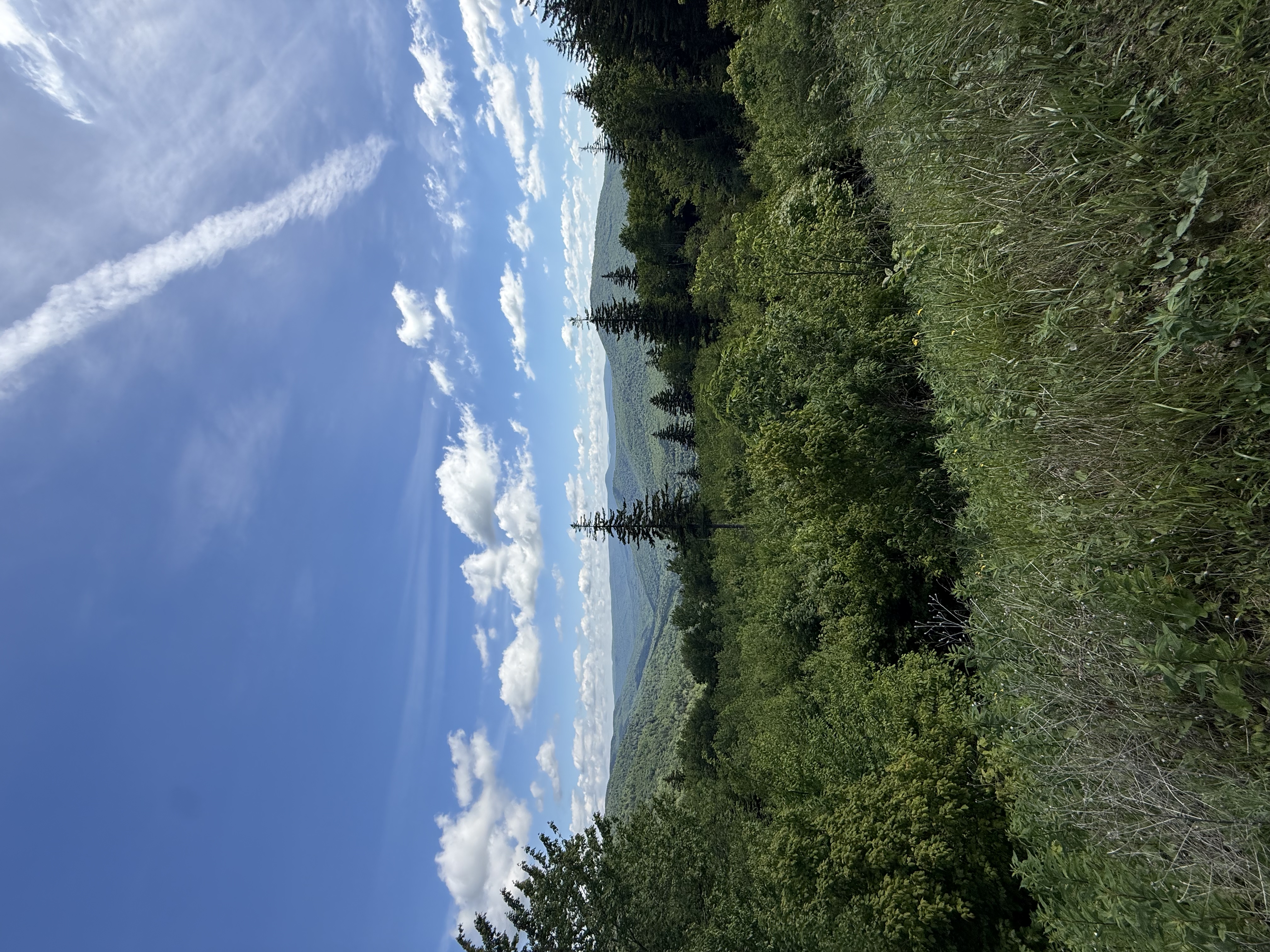 View from Cranberry Glades Overlook View from Cranberry Glades Overlook