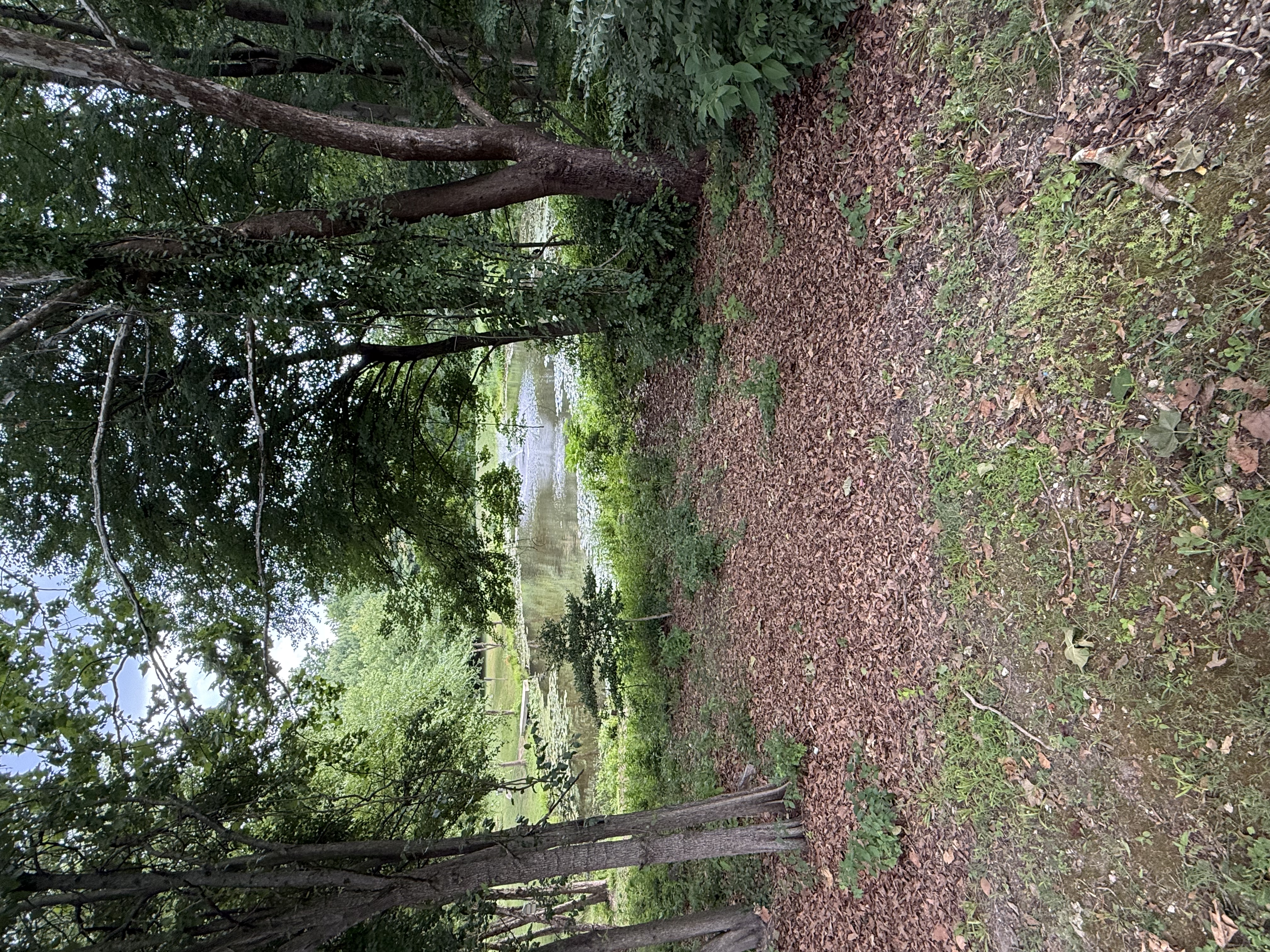 Pond at Cherry Hill Park