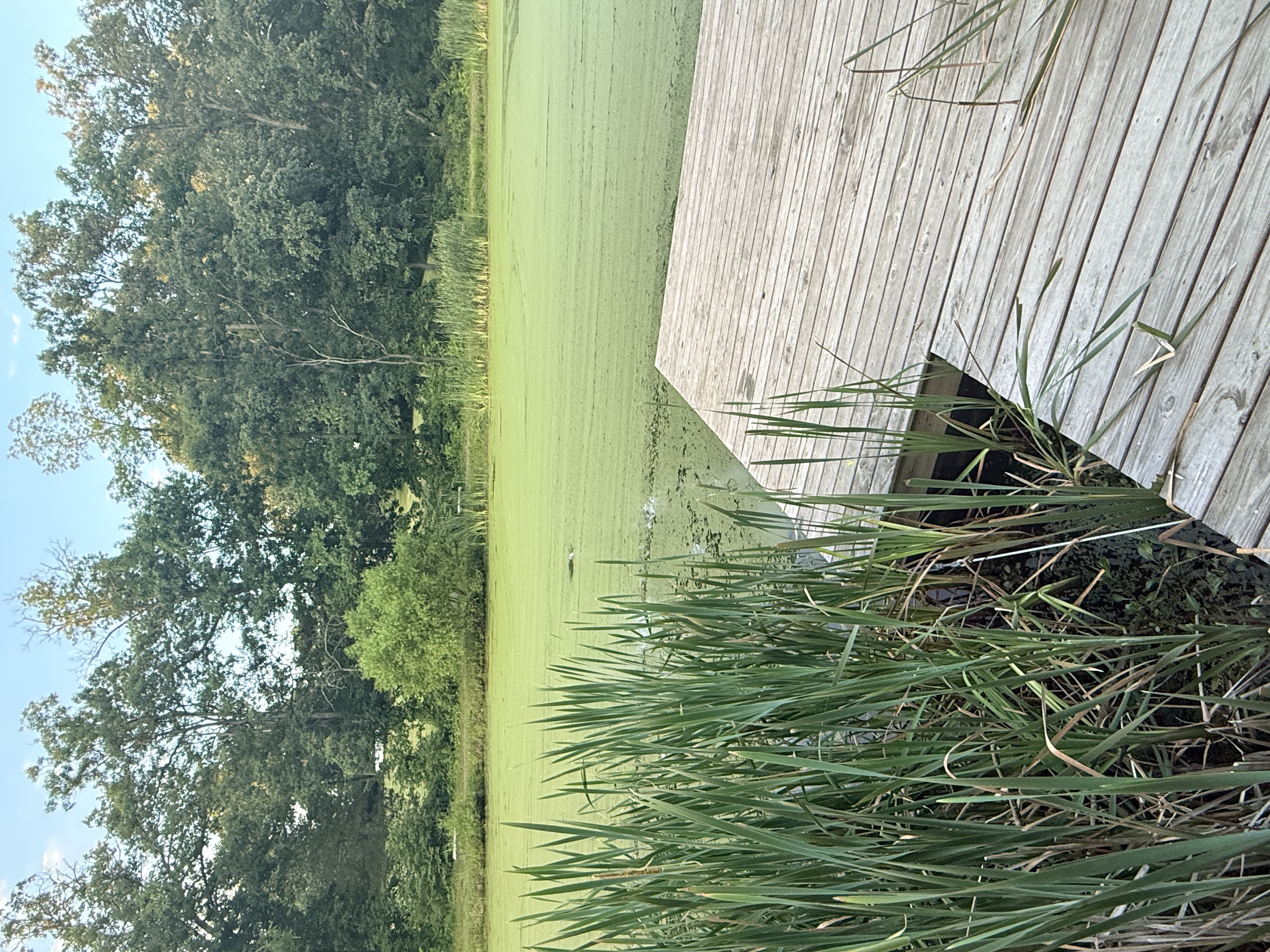 Algae Covered Pond